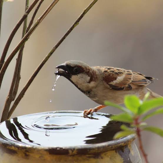  Thirst of the birds being divided by keeping water in the courtyard | अंगणात पाणी ठेवून भागविली जातेय पक्षांची तहान