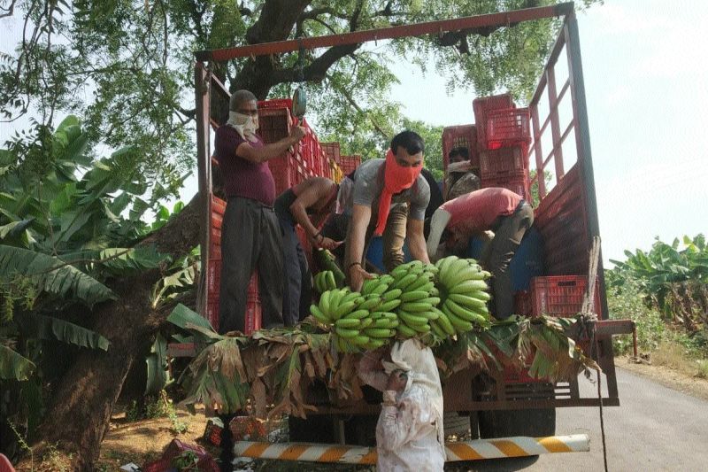 Banana harvest started due to traffic problems | वाहतुकीचा प्रश्न सुटल्याने केळी कापणी सुरु
