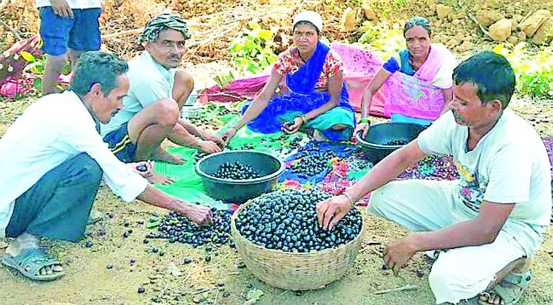 Demand for Kanchi purple in Nagpur | कोरचीच्या जांभळाला नागपुरात मागणी