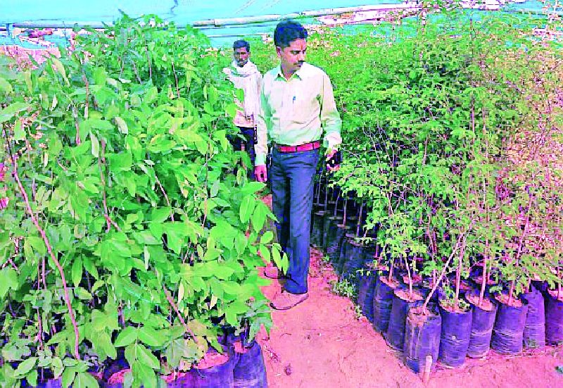  Planting of seedlings at one and a half lakh | दीड लाखावर रोपांची लागवड
