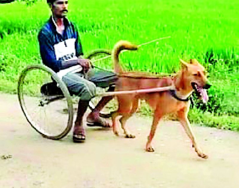 A dog cart made by farmers | शेतकऱ्यांनी बनविली कुत्र्याची गाडी