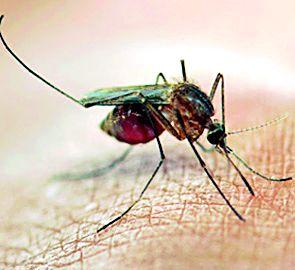 Atapalli taluka sensitive for malaria | हिवताप आजारात एटापल्ली तालुका संवेदनशील