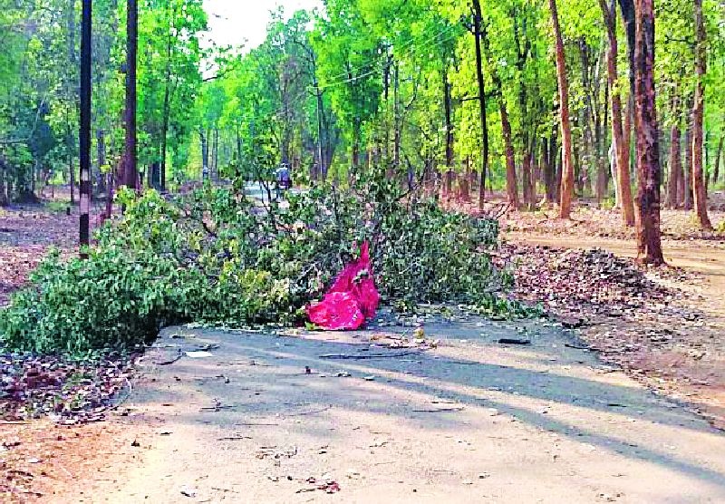 Naxalites blocked roads and closed the road | झाडे पाडून नक्षल्यांनी केला रस्ता बंद