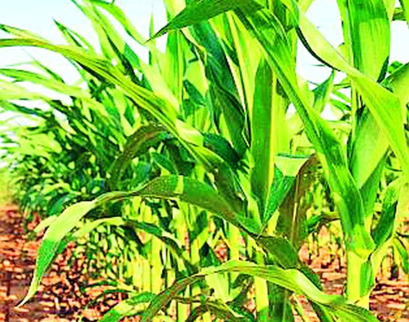 Untimely rains on maize crop diet | अवकाळी पाऊस मका पिकाच्या पथ्यावर