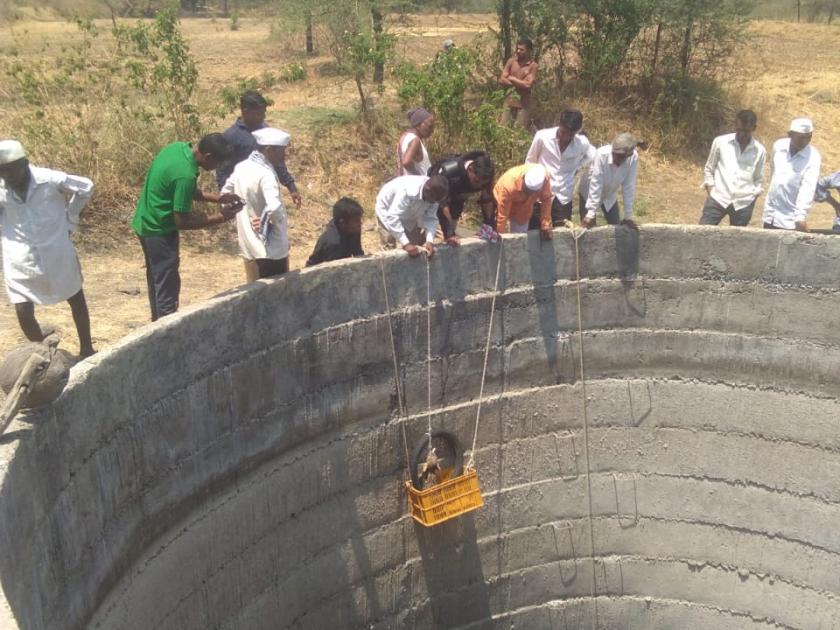  Lived in a well in Igatpuri taluka | इगतपुरी तालुक्यात विहिरीत पडलेल्या बिबट्याला जीवदान