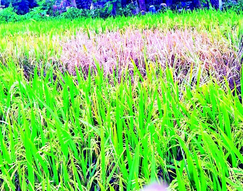Diseases like blight and blight on rice crop | ­धानपिकावर गादमाशी, तुडतुड्यासारख्या रोगांचा प्रहार
