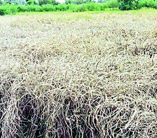 Kidaroga on crops in 20 thousand hectare | २० हजार हेक्टरमधील पिकांवर कीडरोग