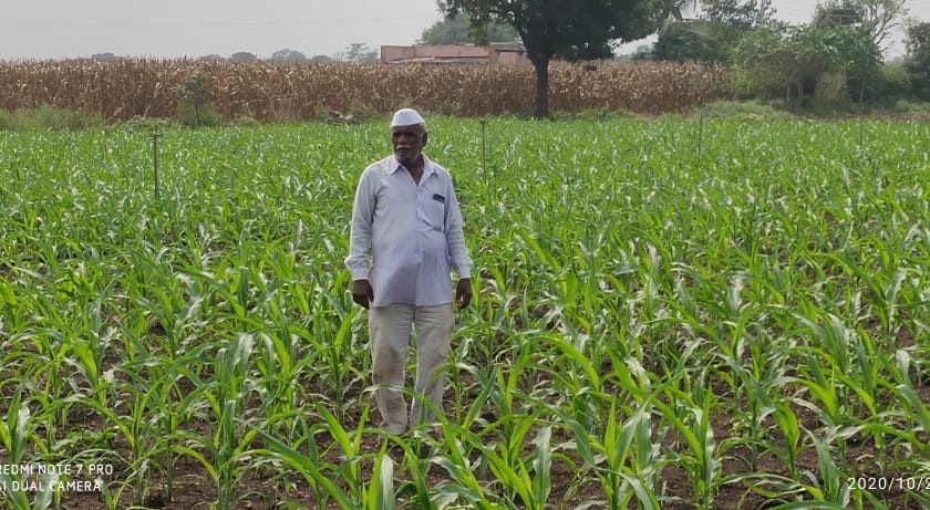 Following kharif, now maize is also planted in Rabbi | खरीपा पाठोपाठ आता रब्बीतही मका लागवड