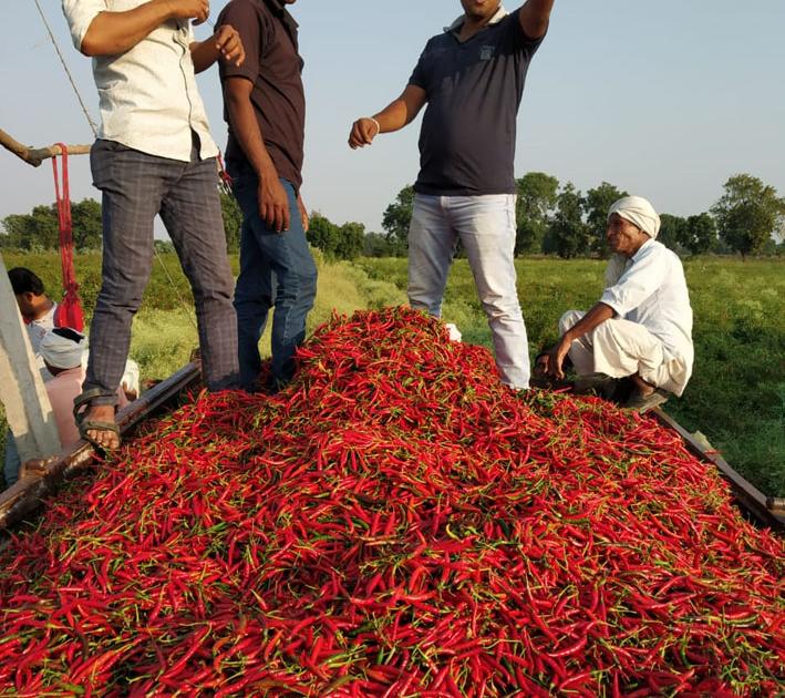 Farmers saved by red chillies | शेतकऱ्यांना लाल मिरचीने तारले
