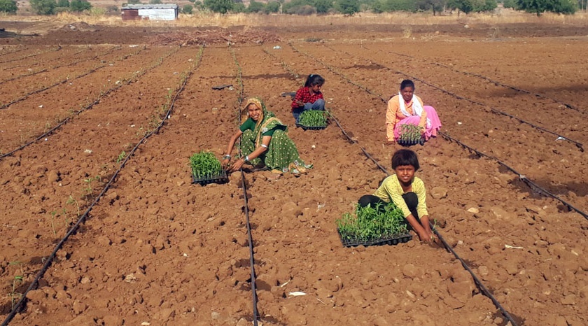 Farmers doing pre- cultivation works | पेरणीपूर्व मशागतीच्या कामात बळीराजा मग्न