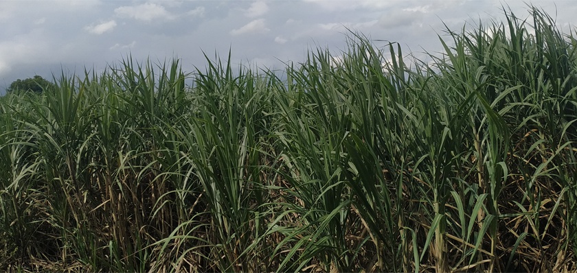 3 thousand 5 hectare sugarcane livestock | ७ हजार ८०० हेक्टर उसाला जीवदान