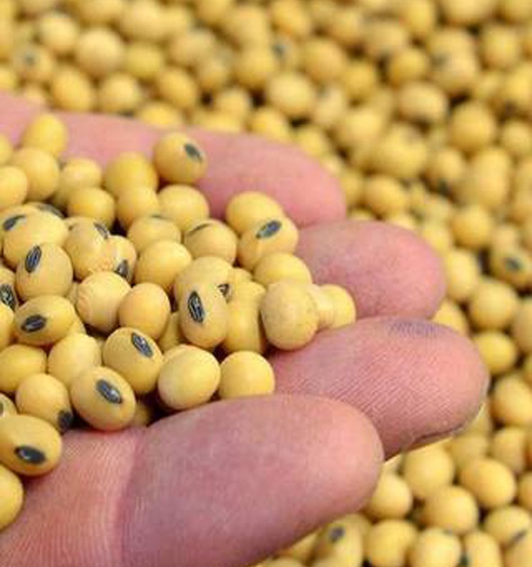 Scarcity of soybean seeds | सोयाबीन बियाणांचा तुटवडा