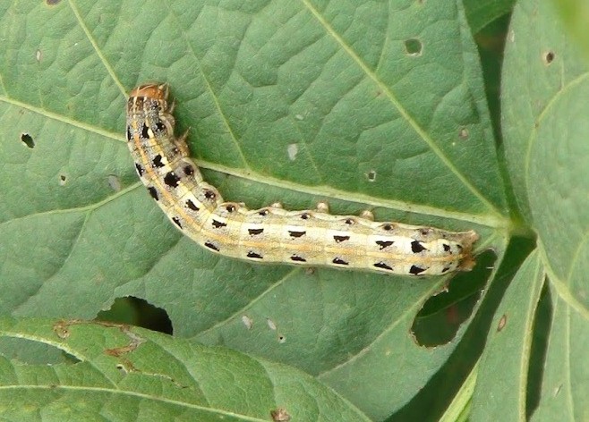 Infestation of leaf larvae on soybean crops | सोयाबीन पिकांवर पान अळीचा प्रादुर्भाव