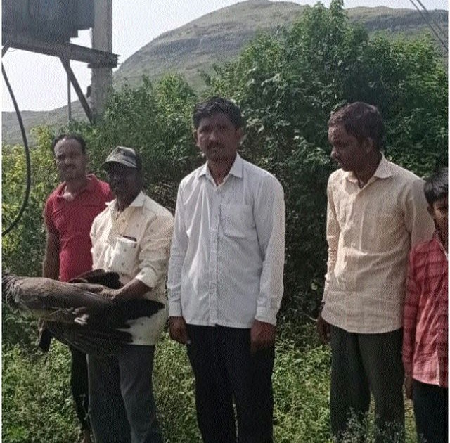 Landor dies after electric shock near Rohitra at Mesankhede | मेसनखेडे येथे रोहीत्राजवळील तारेच्या विजेच्या धक्काने लांडोर मृत्यूमुखी