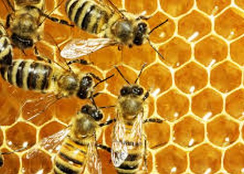Bee attack on villagers during funeral | अंत्यविधीवेळी ग्रामस्थांवर मधमाशांनी चढवला हल्ला