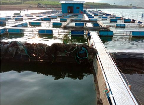 Unique fishing cage culture project on Narmada reservoir | नर्मदेच्या जलाशयावर मासेमारीचा अनोखा केज कल्चर प्रकल्प