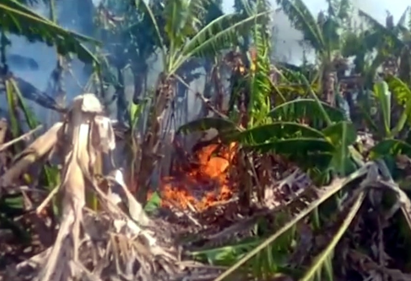 Parbhani: A few bananas of agriculture were burnt in the fire | परभणी : शेतीतील एकरभर केळी आगीत जळाली