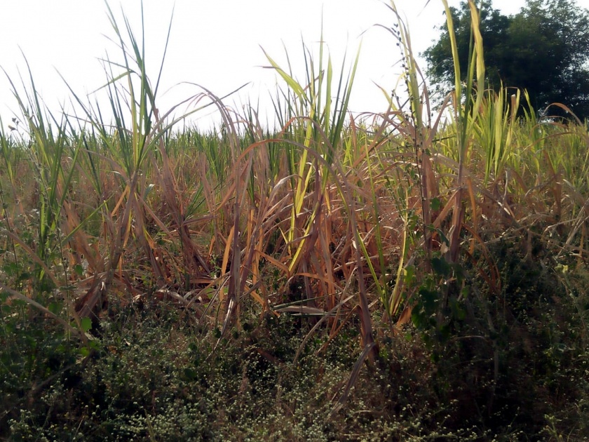 Parbhani: If you get laborers to break sugarcane | परभणी : ऊस तोडण्यासाठी मजूर मिळेनात