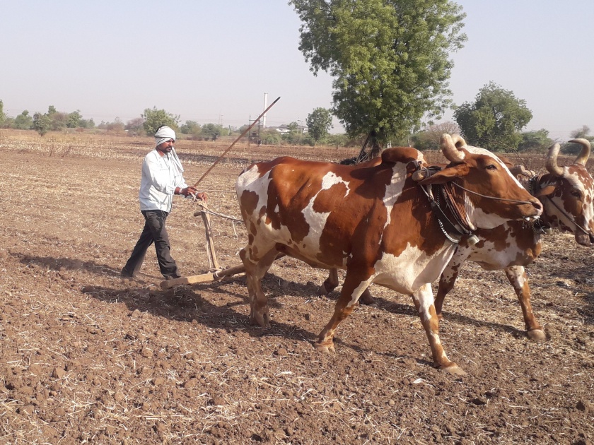 Corona also hit agriculture | ‘कोरोना’चा शेतीलाही फटका