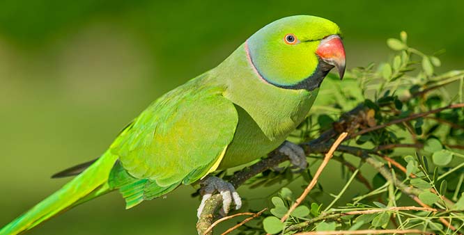 Thousands of parrots | हजारो पोपट