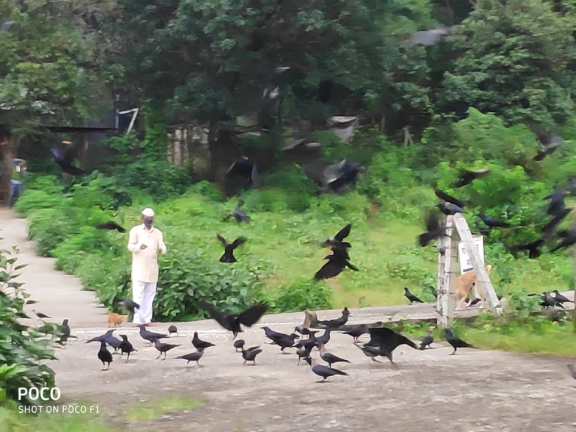Balasaheb's fight against crows! | कावळ्यांना लागलाय बाळासाहेबांचा लळा !