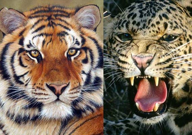 24 tiger and 56 leopard killed in last 4 years | राज्यात चार वर्षात २४ वाघ ५६ बिबट्यांचा मृत्यू