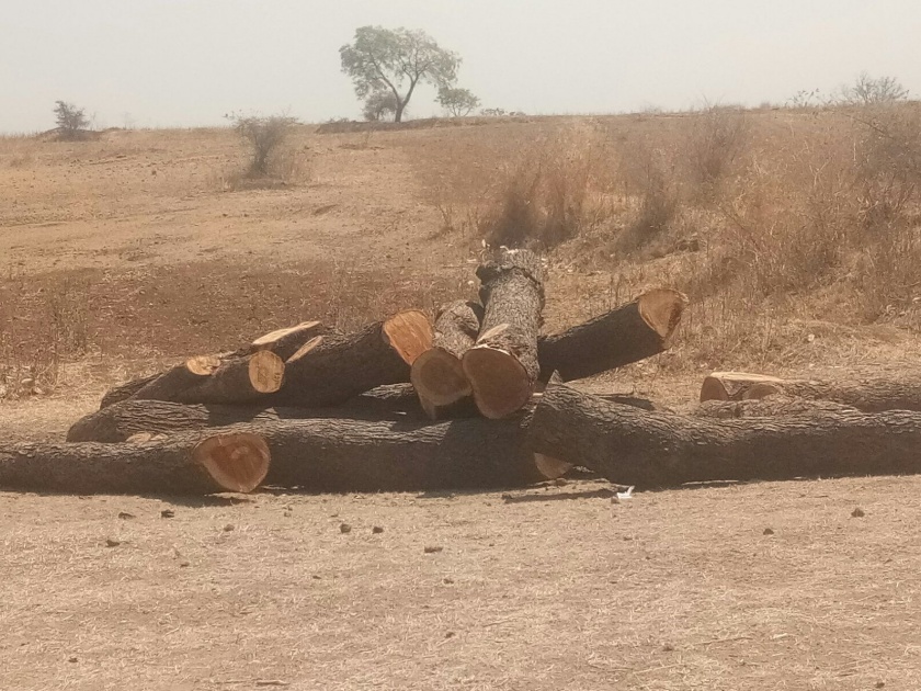 Illegal tree trunk in the mouth of the damapura | तोंडापूर परिसरात अवैध वृक्षतोड