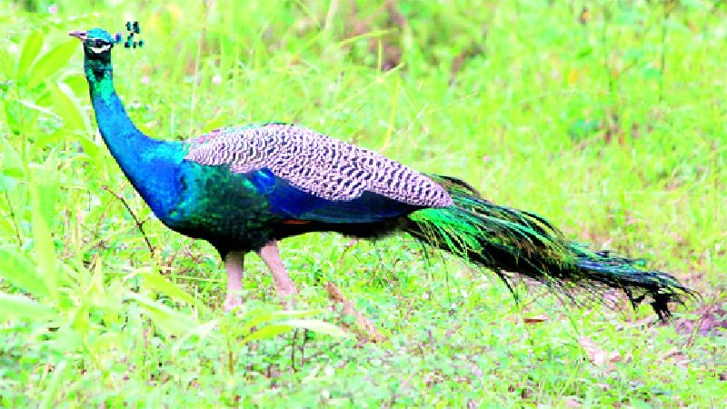 Increase in peacock hunting in Gird forest area | गिरड जंगल परिसरात मोरांच्या शिकारीत वाढ