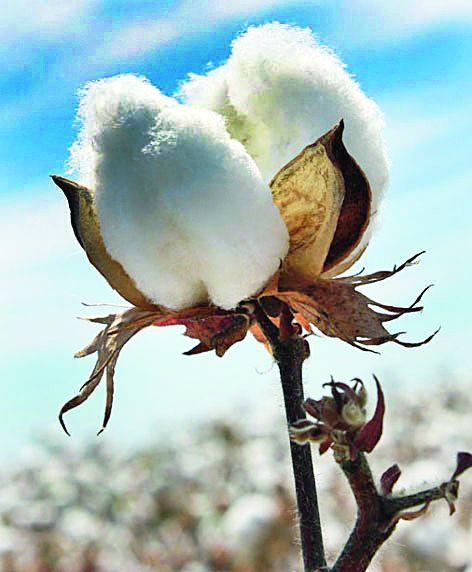 Imports should be levied on cotton as well as cotton | साखरेप्रमाणे कापसावरही आयात शुल्क लावावे