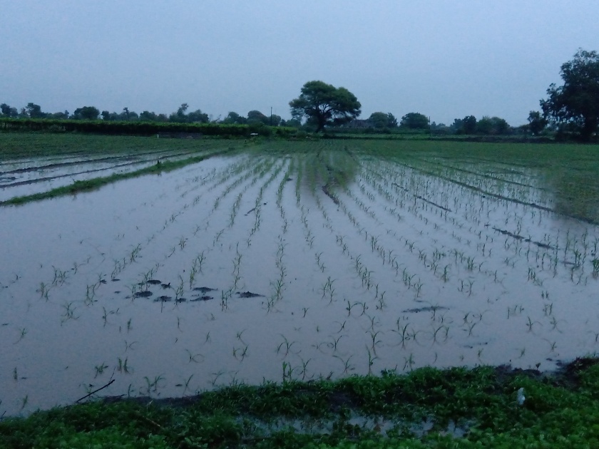 Presence of rains in Patoda area; He saved the crops and made the farmers happy | पाटोदा परिसरात पावसाची हजेरी; पिकांना जीवदान, शेतकरी सुखावला
