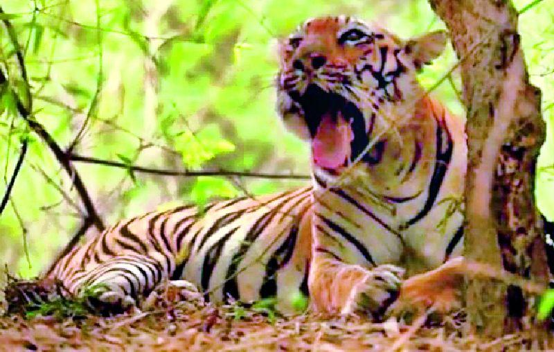 The tiger came .. but the forest department came late | वाघ आला रे आला.. पण वनविभाग उशिरा आला
