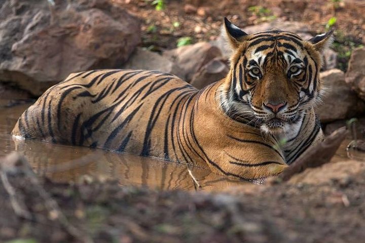 Gondia district's tiger reserve has lost its water | गोंदिया जिल्ह्याच्या व्याघ्रप्रकल्पातील पाणवठे पडले कोरडे