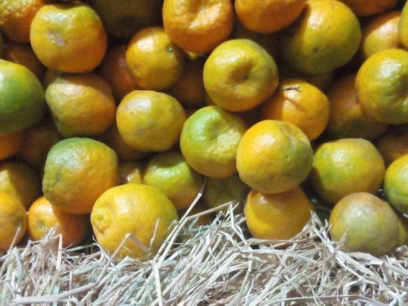 Gold price for oranges! | मृग बहराच्या संत्र्याला सोन्याचा भाव !