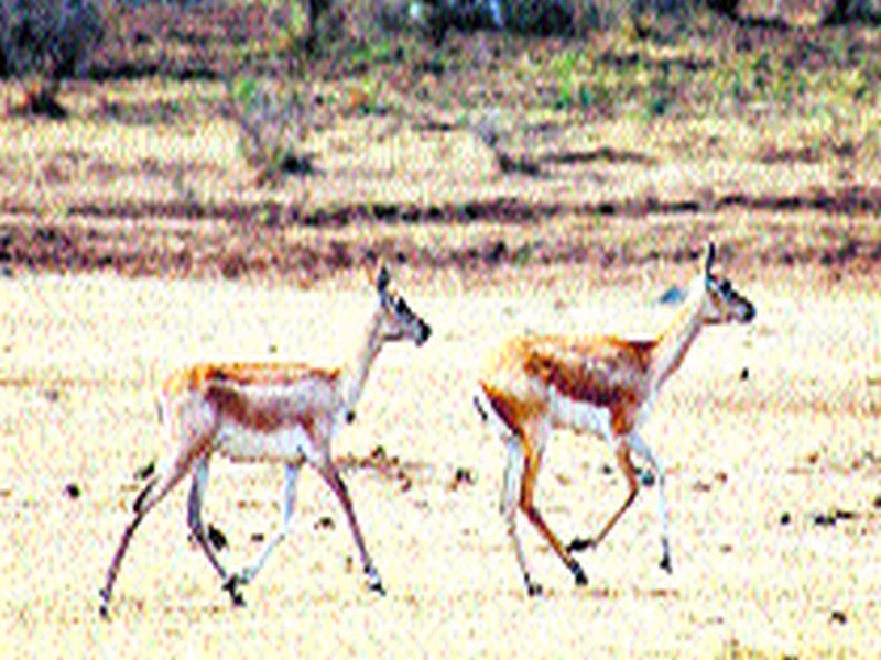 Deer runway looking for water in the mouth area | मुखेड परिसरात पाण्याच्या शोधार्थ हरणांची भटकंती