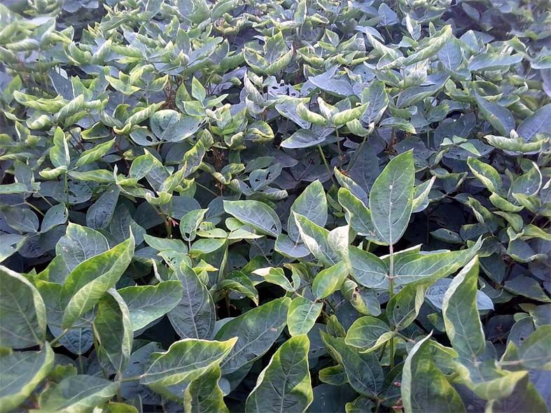 An unknown disease on soybean crop in Wardha district | वर्धा जिल्ह्यात सोयाबीन पिकावर अज्ञात रोगाचा प्रादुर्भाव