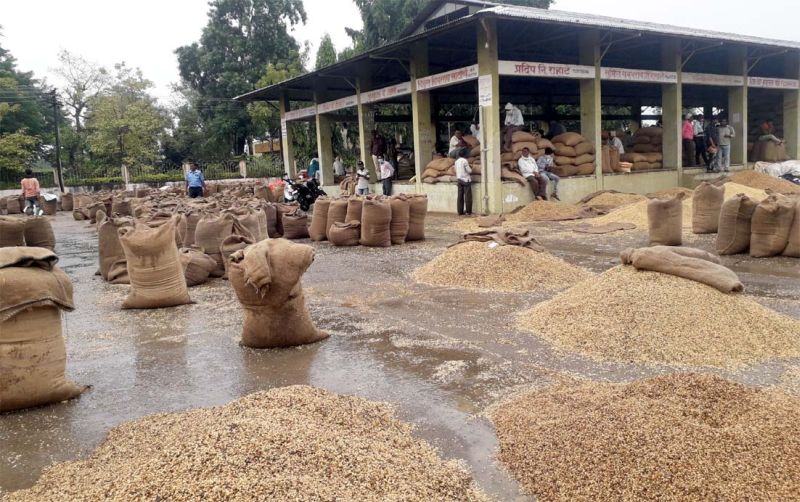 Five hundred quintals of soybeans soaked in Wardha district; Grain untimely | वर्धा जिल्ह्यात पाचशे क्विंटल सोयाबीन भिजले; अवकाळीने दाणादाण