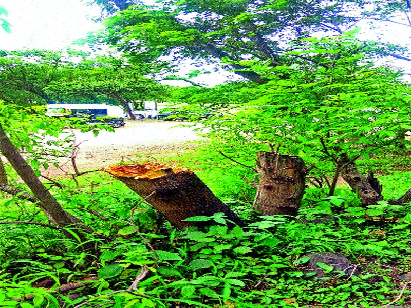  The slaughter of trees at Chamralani | चामरलेणी येथे वृक्षांची कत्तल