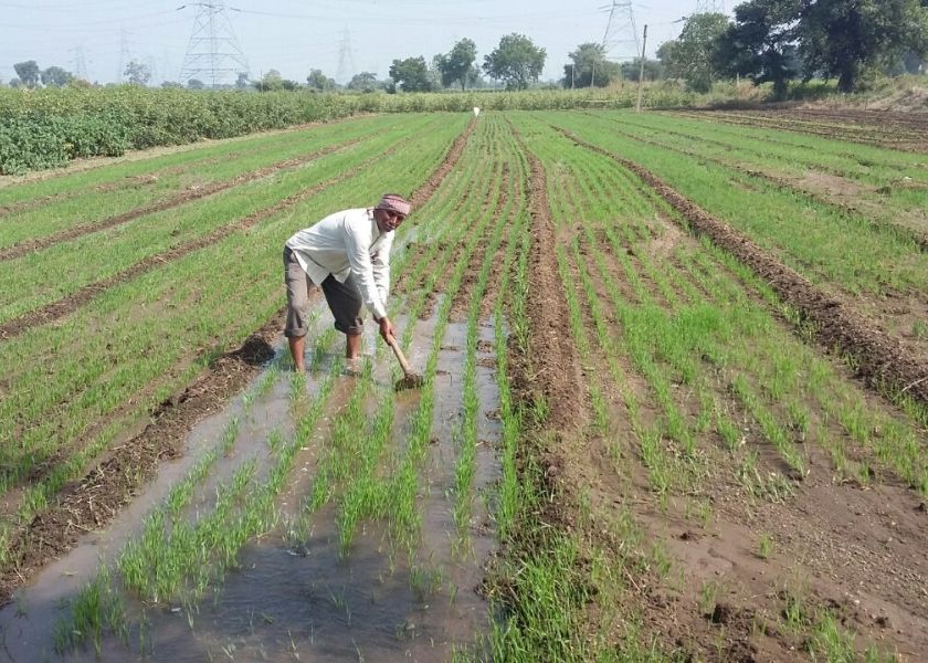 This year, the estimated area of crop is ​​32 lakh hectares in Vidarbha | पश्चिम विदर्भात यंदा ३२ लाख हेक्टरमध्ये खरीपाचा अंदाज