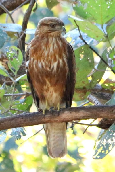 common bajard bird found in Wardha's bore tiger project | वर्ध्याच्या बोर व्याघ्र प्रकल्पात आढळला बाज पक्षी