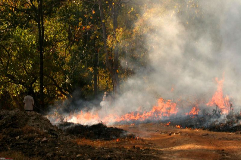Melghat Tiger project cought fire often this year | मेळघाट व्याघ्र प्रकल्पाची वणव्याने राखरांगोळी