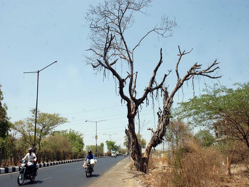 Trees on the highway became dangerous | महामार्गावरील झाडे बनली धोकादायक