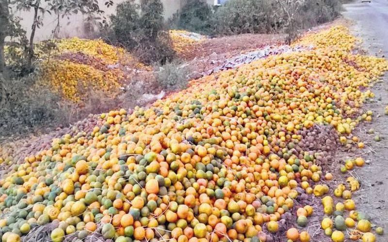 Thousands of tonnes of oranges destroyed in Vidarbha; Manufacturers worried | विदर्भात हजारो टन संत्र्यांची नासधूस; उत्पादक चिंतित