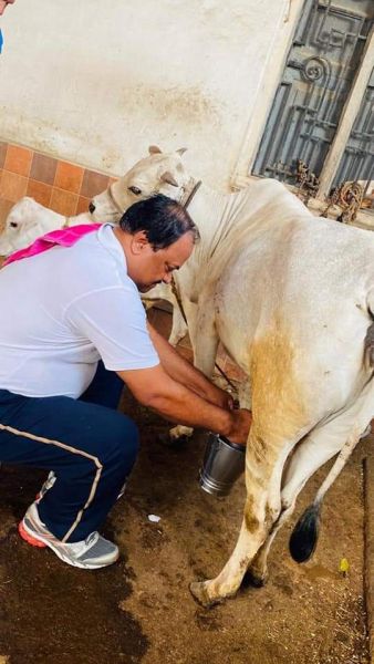 Sameer Kunawar busy in cow shed | Corona Virus in Wardha; समीर कुणावार यांच्यावर आली दूध काढण्याची पाळी