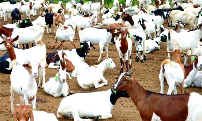 Two thousand goats Transport from Nagpur to the Gulf | नागपूरहून आखातात दोन हजार शेळ्या जाणार