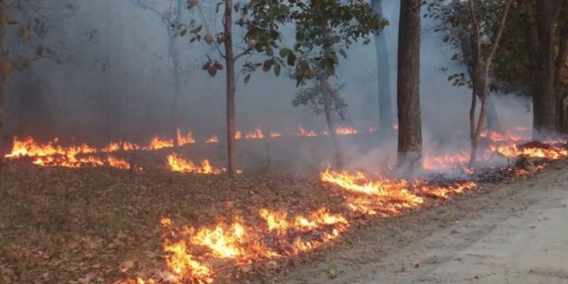 4321 wildfires erupt in the state in four months | राज्यात चार महिन्यांत ४३२१ वणव्यांचा भडका