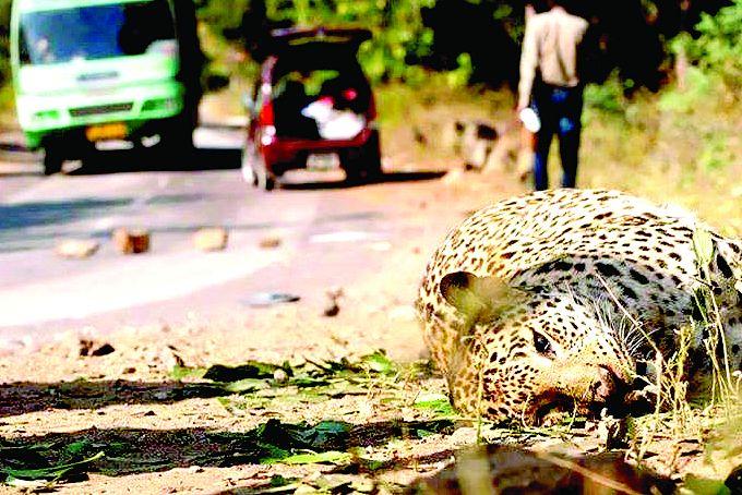 Due to road accident, three tigers, 50 leopards die in the state | रस्ते अपघातात राज्यातील ३ वाघ, ५० बिबट्यांचा मृत्यू