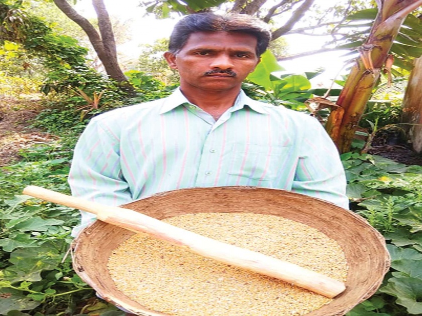 Successful use of wheat crop in Extinct Paddy Plant, Successful Use of Shashikant Thale | नामशेष भाताच्या कोठारात गव्हाचे उत्पादन शक्य, शशिकांत थळे यांचा यशस्वी प्रयोग