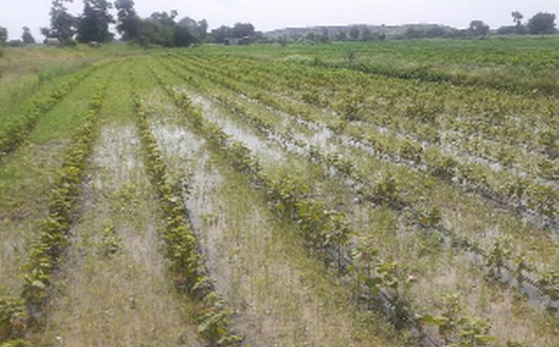 Major loss of crops due to incessant rainfall | संततधार पावसामुळे पिकांचे मोठे नुकसान