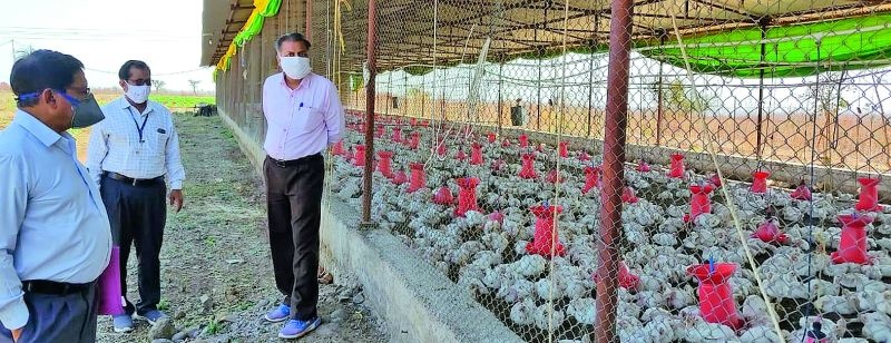 32 thousand hens will be destroyed today | 32 हजार कोंबड्या आज करणार नष्ट
