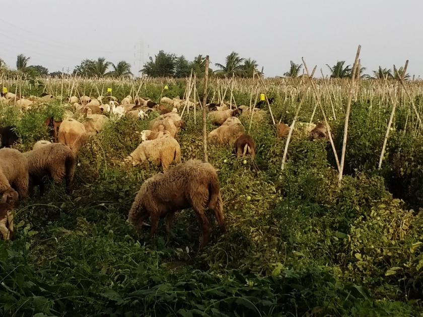 Sheep left in tomatoes | टमाट्याच्या शेतात सोडल्या मेंढ्या